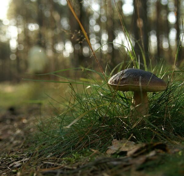 boost organic seo rankings