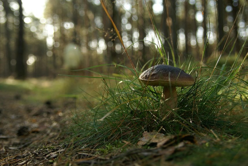 boost organic seo rankings